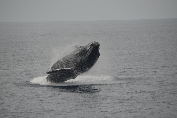 'IMILOA - Express Whale Watch Cocktail Tour - thumb 0