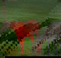 Half-Day Thoroughbred Horse Farm Tour in Kentucky - Accommodation Philadelphia