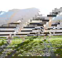 Rarest Thoroughbreds in the World Tour - Accommodation Philadelphia