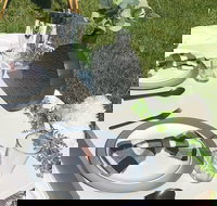 Outdoor Luxury Themed Picnic Setup in Detroit - Accommodation Philadelphia