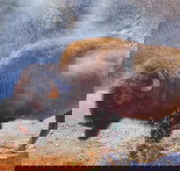 Private VIP Boutique Yellowstone Day Tour from Bozeman - Accommodation Philadelphia