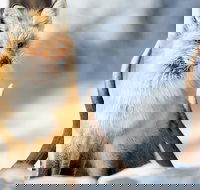 Winter Yellowstone Tour With Optional Hike or Snowshoe - Accommodation Philadelphia