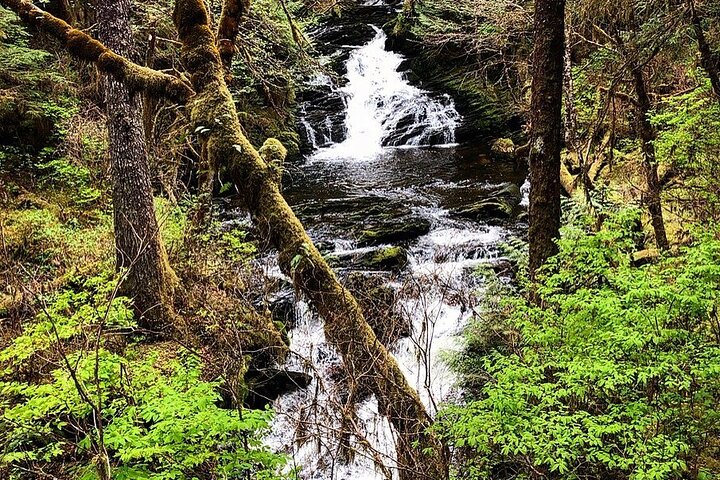 Ketchikan Electric Bike And Rain Forest Hike Ecotour - thumb 3