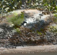 Glaciers and Wildlife Super Scenic Day Tour from Anchorage - Accommodation Philadelphia