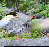 Alaska Wildlife Tour - Accommodation Philadelphia