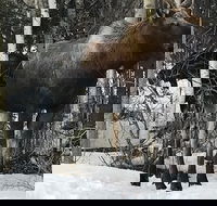 Winter - Wildlife  Turnagain Arm Tour - Accommodation Philadelphia