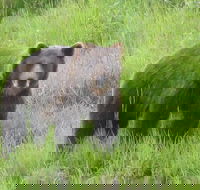 Bear Feeding at the Alaska Wildlife Conservation Center - Accommodation Philadelphia