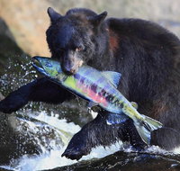 Neets Bay Bear Adventure  Flightseeing - Accommodation Philadelphia