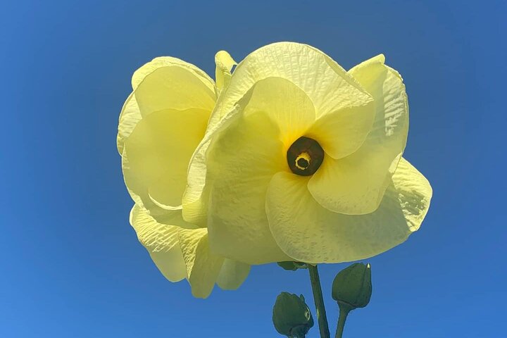 Nature Therapy And Mindfulness In Central Park - thumb 3