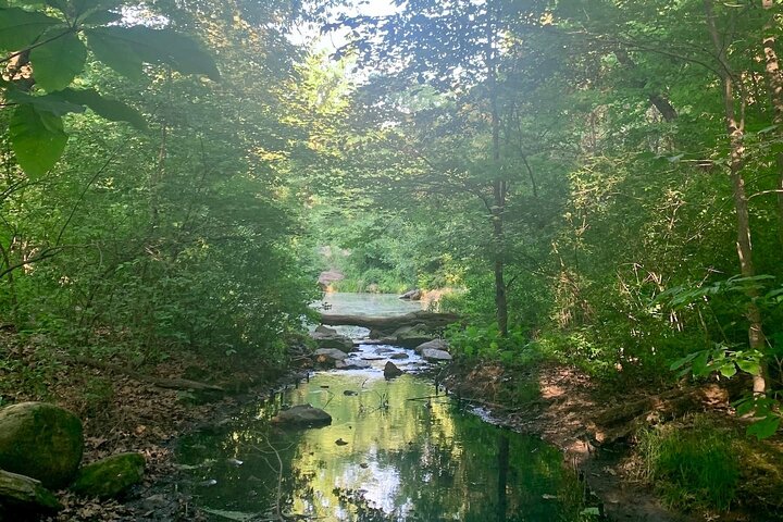 Nature Therapy And Mindfulness In Central Park - thumb 4