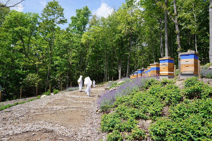 Killer Bees Farm & Honey Culinary Experience - thumb 0