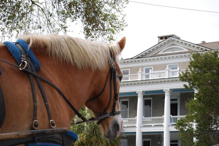 #1 Historical Horse Drawn Carriage Tour - thumb 0