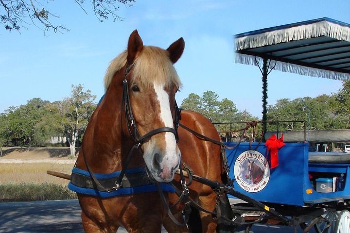 #1 Historical Horse Drawn Carriage Tour - thumb 3
