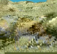 Private VIP Boutique Day Tour of Mt. Rushmore and The Badlands - Accommodation Philadelphia