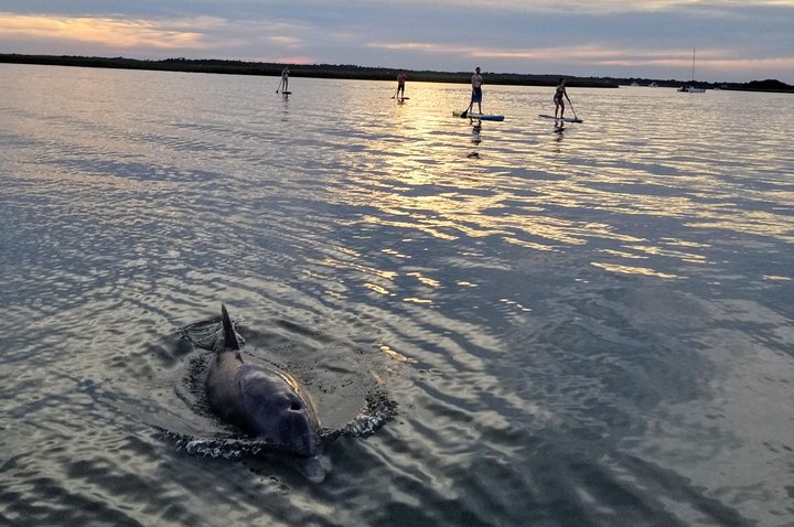 Dolphin Sunset Paddleboard Tour - thumb 0