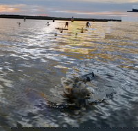 Dolphin Sunset Paddleboard Tour - Accommodation Philadelphia