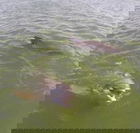 Hilton Head Disappearing Island Dolphin Tour - Accommodation Philadelphia