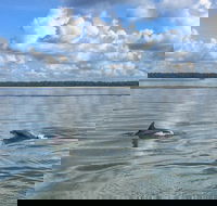 Hilton Head Morning Dolphins  Donuts Cruise - Accommodation Philadelphia