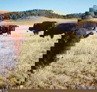 Private Mt Rushmore  Southern Black Hills Tour - Accommodation Philadelphia