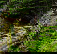 Sea Kayak and Mountain Bike Adventure near Olympic National Park - Accommodation Philadelphia