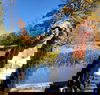 Scenic Guided Motorcycle Tours by MotoPlaN8 Handlebars - Accommodation Philadelphia