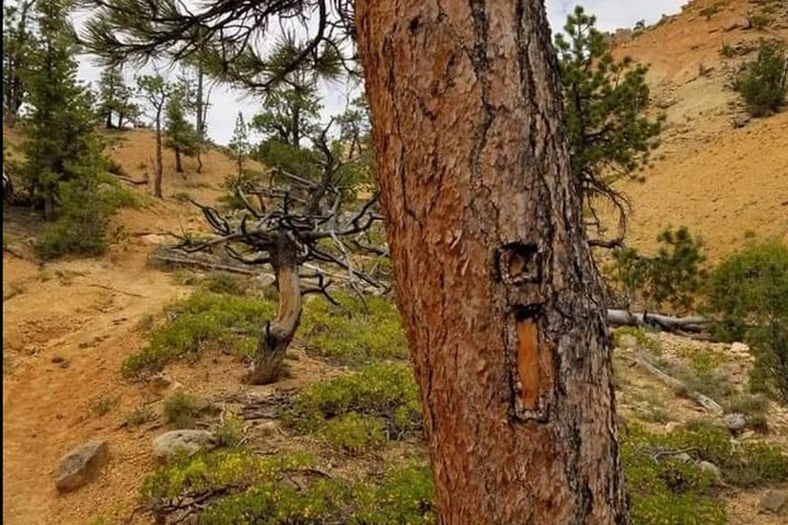 Horseback Riding Experience through Red Canyon with a Guide