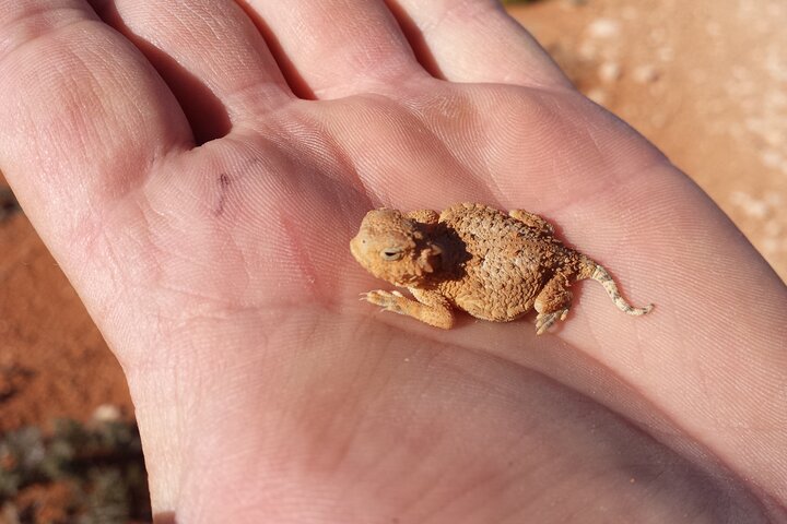 Zion Jeep Tour Premium Package - Morning Tour