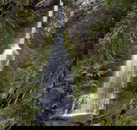 Lake Crescent and Marymere Falls Guided Tour in Olympic National Park - Accommodation Philadelphia