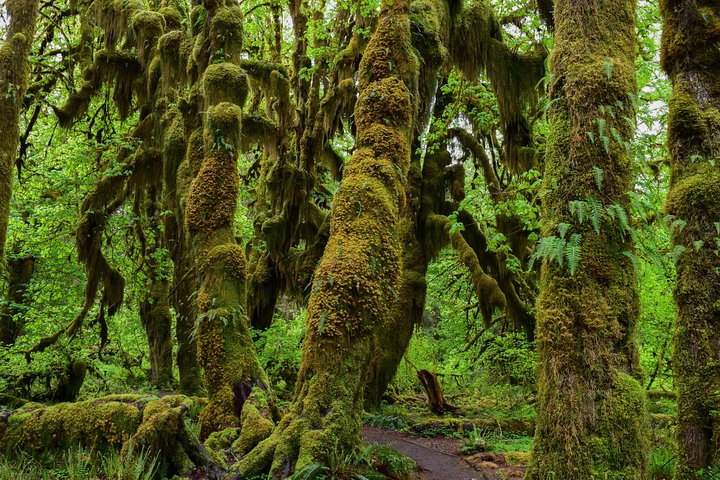 Hoh Rain Forest And Rialto Beach Guided Tour In Olympic National Park - thumb 5