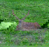 Lower Loop of Yellowstone Tours - Accommodation Philadelphia