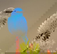 Yellowstone Lower Loop Guided Tour from Cody Wyoming - Accommodation Philadelphia