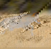 Yellowstone Custom Wildlife and Nature Tour - Accommodation Philadelphia