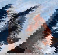 Red Canyon Wild Mustang Tour 530pm. - Accommodation Philadelphia