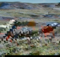 Private Red Canyon Wild Mustang Tour - Accommodation Philadelphia