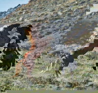 Red Canyon Mustang Tour 830am. - Accommodation Philadelphia