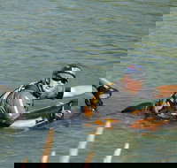 Red Canyon River Trips 9am. - Accommodation Philadelphia