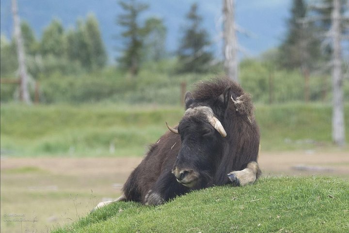 Glaciers And Wildlife: Super Scenic Day Tour From Anchorage - thumb 1