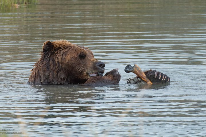 Glaciers And Wildlife: Super Scenic Day Tour From Anchorage - thumb 2