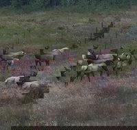 Small-Group Tour of the Rocky Mountain National Park from Denver - Accommodation Philadelphia