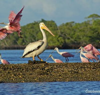 Two-Hour Everglades National Park Dolphin, Birding and Wildlife Boat Tour - Accommodation Philadelphia