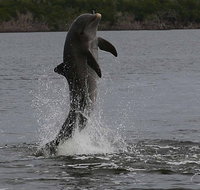 Everglades National Park Dolphin, Birding and Wildlife Boat Tour (2 hours) - Accommodation Philadelphia