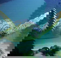 SEA LIFE Aquarium Minnesota Admission Ticket at Mall of America - Accommodation Philadelphia