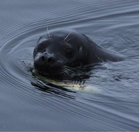Saltwater Expedition Sightseeing & Wildlife by Private Boat - Accommodation Philadelphia