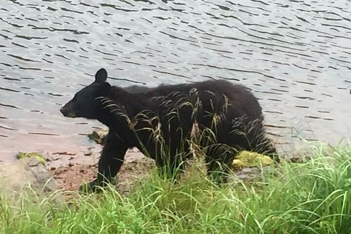 Ketchikan City And Wildlife Tour - thumb 4