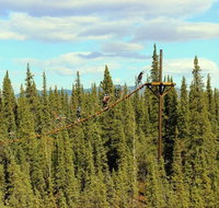 Denali Park Zipline Adventure - Accommodation Philadelphia